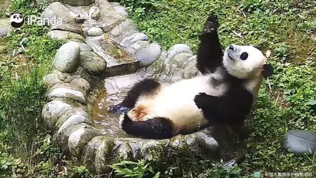 v视频视频,足疗泡脚在线观看,药浴头条优酷爱奇炸毛花视频图片