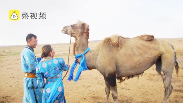 年迈骆驼被卖后独行100公里回家