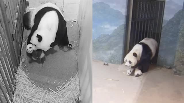 萌翻!旅美大熊猫美香“带娃遛弯”:叼着宝宝后颈 放下温柔轻推