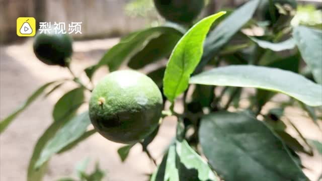 高原奇迹！118棵柑橘在西藏阿里地区开花结果，属国内首例