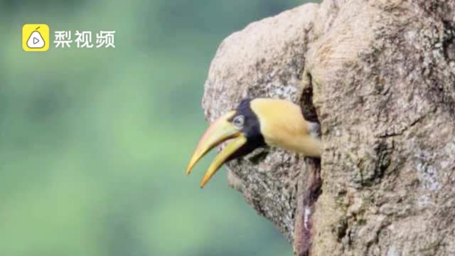 罕见!摄影师蹲守36天,拍到野外双角犀鸟宝宝出巢珍贵影像