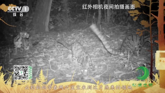 秘境之眼 带您走近大猫→