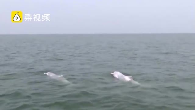 中华白海豚水中共舞，游客赶来围观海豚幼崽