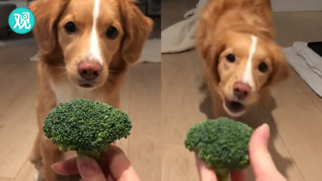 为了一口西蓝花 这只狗狗真的很拼了