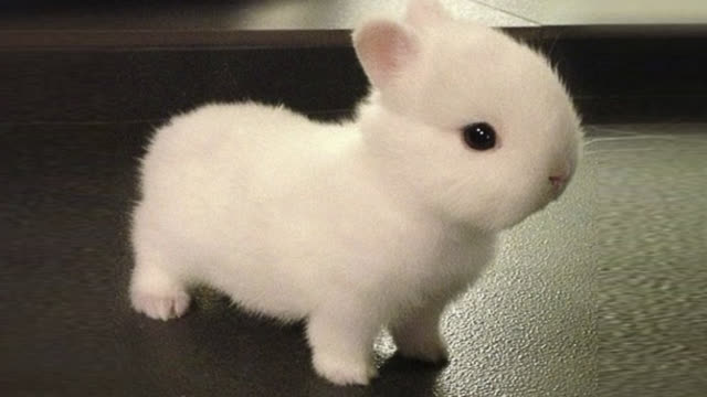 油兔不二字幕组