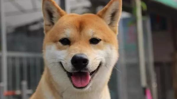 柴犬喝完水之后一脸满足的笑了,这笑容太治愈