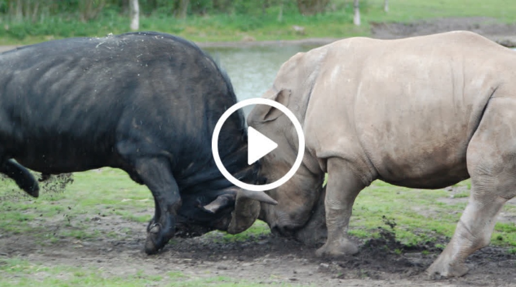 前所未闻!水牛大战1200公斤犀牛,食草动物之间最猛烈的生死较量