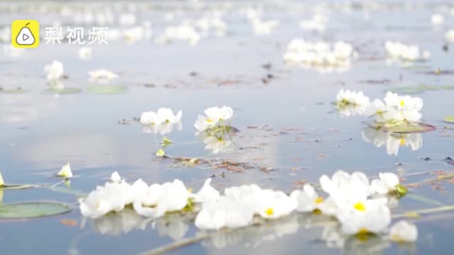 网红海菜花重现大理洱海，旅拍游客感叹来得正是时候
