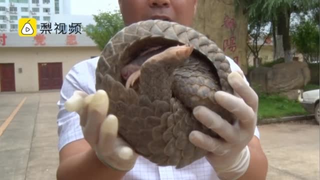 江西鄱阳近10年首次发现野生穿山甲，已放归大自然